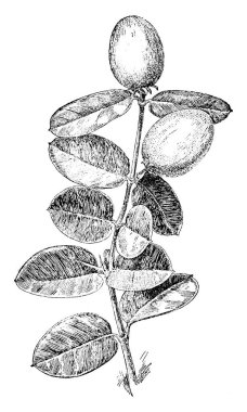 bitki görüntü. Vektör çizim