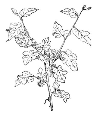 Rus dut Morus Alba Tatarica bilinen resmi. Küçük ve orta ölçekli ağaç 15 metreye kadar büyüyen, M. Alba kısa bir gövde ve yaprakları alternatif, basit, 6-18 cm uzunluğunda, vintage çizgi çizme veya oyma illüstrasyon vardır.