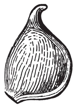 Bu resmi bir anemone akene gösteriyor. Bir yuvarlak şeklinde olduğunu. Bir küçük parçası, vintage çizgi çizme veya oyma illüstrasyon.