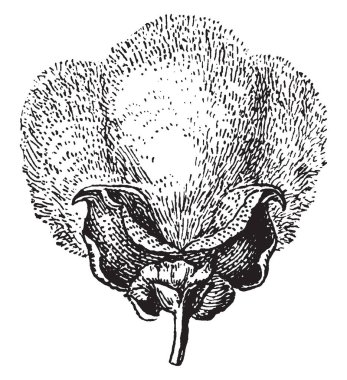 Bir kapsül bir pamuk veya Pamuk bitki, vintage çizgi çizme veya oyma illüstrasyon olduğunu.