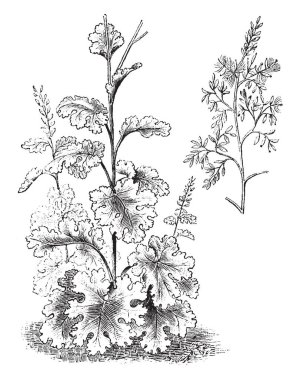 Bocconia Cordata çalı çok sayıda tost çiçek var. Sapları çok birbirine yakın büyümeye ve yapraklarla kaplı. Yapraklar büyük, yuvarlak ve derin damarlı, vintage çizgi çizme veya oyma illüstrasyon.