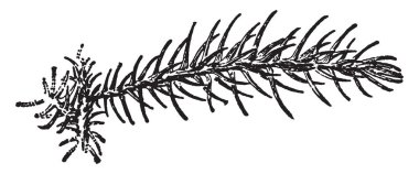 This illustration is of the branch of Araucaria Excela. This branch resembles fronds. The leaves of ferns are referred to as fronds, vintage line drawing or engraving illustration. clipart