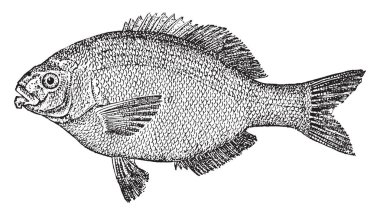 Bir embiotocoid balık, vintage çizgi çizme veya oyma illüstrasyon levrek olduğunu.