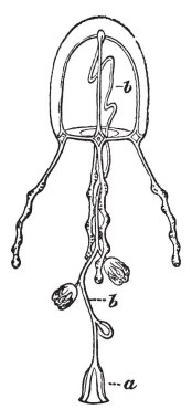 Bu resim Sarsia, vintage çizgi çizme veya oyma illüstrasyon temsil eder..