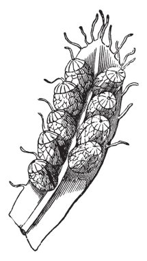 Schizea ailesine Schizaeaceae ilgilidir ve New Brunswick, Newfoundland, Nova Scotia Kanada, vintage çizgi çizme veya oyma illüstrasyon için yerel Pusilla resmini.