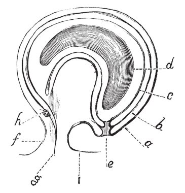 Görüntü gösteren Campylotropous Ovule bölümünü ve alfabe, vintage çizgi çizme veya oyma illüstrasyon ovule bölümü göstermektedir olsun.