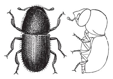 Hangi küçük geçici PIN matkap yuvarlak kabuk, vintage çizgi çizme veya oyma illüstrasyon sıkılmış delikler.