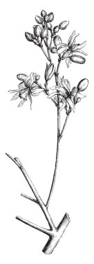 Resim gösterme çiçek açması, Moringa Aptera, vintage çizgi çizme veya oyma illüstrasyon bir parçasıdır.