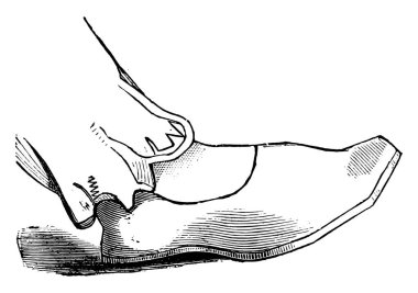 Gallica, vintage illüstrasyon kazınmış. Endüstriyel ansiklopedi E.-O. Lami - 1875