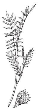 Pinnate ve diğer 6 ila 14 çiftleri ve onun dikdörtgen shap, vintage çizgi çizme veya oyma illüstrasyon ile Sanfoin bitki yaprakları.