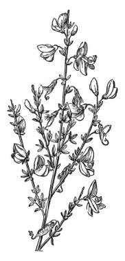 Bir resmi bir şube gösteren ve ortak Süpürge çiçeği Cylisus Scoparius, vintage çizgi çizme veya oyma illüstrasyon bilinen.