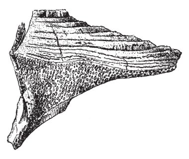 Trametes pini cins mantar, geniş ahşap üzerine yayıldı bu desease ağaç, vintage çizgi çizme veya oyma illüstrasyon.