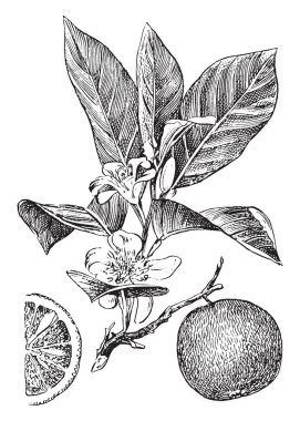 Bu resmi meyve portakal ve şimdi büyük ölçüde dünya, vintage çizgi çizme veya oyma illüstrasyon sıcak bölgelerde ekili bir dala ait.