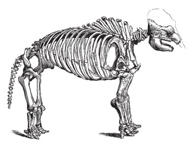 Mastodon iskelet herhangi bir cins Mammut, vintage çizgi çizme veya oyma illüstrasyon soyu tükenmiş mammutid Mammut türüdür.
