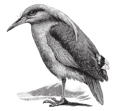 Kagu tepeli uzun bacaklı ve mavimsi gri kuş, vintage çizgi çizme veya oyma illüstrasyon olduğunu.