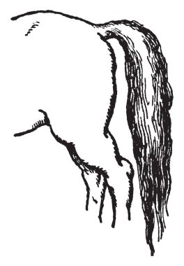 At kuyruğu kasları ve kapsayan Koksigeal vertebra, vintage çizgi çizme veya illüstrasyon oyma cilt oluşur.