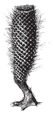 Cam sünger Venüs çiçek sepeti, vintage çizgi çizme veya oyma illüstrasyon adında güzel bir cam sünger olduğunu.