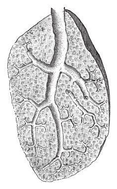 Bu resimde bir akciğer, vintage çizgi çizme veya oyma illüstrasyon kulak temsil eder..