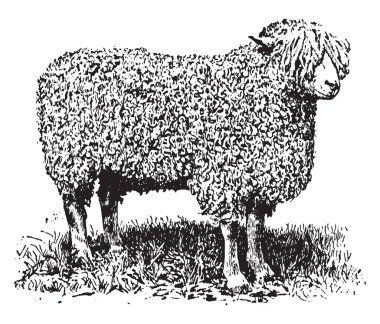 Cotswold Ewe yerli koyun Güney midlands, İngiltere, vintage çizgi çizme Cotswold tepelerde kaynaklanan veya illüstrasyon oyma çeşidi.
