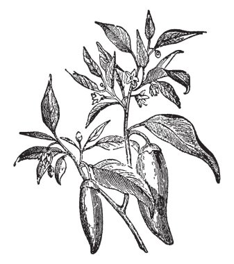 Bir yıllık çalı tropikal alanlarına yerli ekili onun biber veya chilies için dünyanın en boyunca. Tatlı biber ve keskin, güçlü aromalı türleri, vintage çizgi çizme veya oyma illüstrasyon tür içerir.