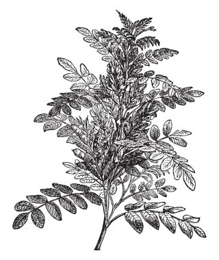 Meyan kökü bitki dalıdır. Bir ayak uzunluğunda bu bitkiler büyümek, alternatif yapraklar ve çiçekler mor ve beyaz mavi, vintage çizgi çizme veya oyma illüstrasyon.