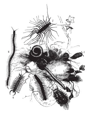 Myriapoda kırkayaklar, vintage çizim içeren veya illüstrasyon oyma Artropodların subphylum olduğunu.