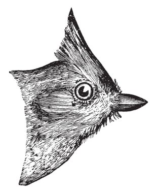 Bu resimde tepeli baştankara, vintage çizgi çizme veya oyma illüstrasyon temsil eder..