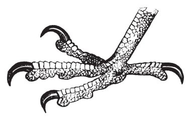 Bu resim Falcon ayak, vintage çizgi çizme veya oyma illüstrasyon temsil eder..