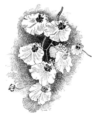 Oncidium varicosum rogersii numuneler 150 çiçek katlandın. Çiçekler sarı birkaç kırmızı bar temel, klasik çizgi çizme veya illüstrasyon oyma ile.