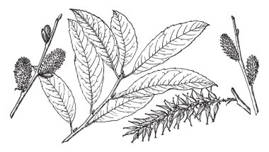 Bu çerçevede uzun ve oldukça büyük biçimli yaprakları ve vardır ince finial yaprakları, vintage çizgi çizme veya oyma illüstrasyon.