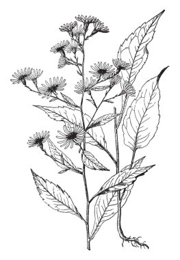 Her dal çiçek kafasının üzerine vardır ve çok büyük boy, serrate türü, çizim veya şekil oyma vintage çizgi olduğu doğrudan kök yaprakları ekleyin.