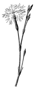 Bir resim Dianthus Superbus gösteriyor. Anavatanı Avrupa ve Kuzey Asya'dır. Çiçekler çok güzel kokulu ve beş kenarlı yaprakları, vintage çizgi çizme veya oyma illüstrasyon kesme.