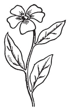 Basit çiçek vardır. Çiçek beş yaprakları bu kalp şeklinde olur. Üçle şekilli kök, vintage çizgi çizme veya oyma illüstrasyon düzenlenmiş diğer yapraklar.