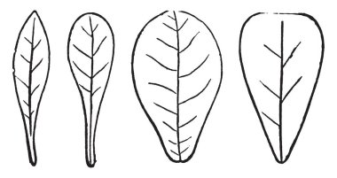 Bu tüylü-damarlı yaprakları var. Bu resimde ilk yaprak oblanceolate, ikinci keski, üçüncü obovat ve dördüncü kama şekli, vintage çizgi çizme veya oyma illüstrasyon.