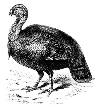 Türkiye, vintage illüstrasyon kazınmış. Doğal Tarih hayvanların, 1880