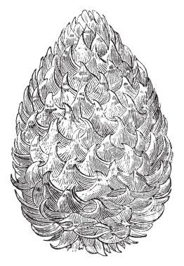 Gri Pinus Sabiniana da adlandırılan çam yaz-kuru dağlarında yetişir. 8-12 inç, gri-yeşil renkli Stomatal bloom, ince ve sarkık, vintage çizgi çizme veya oyma illüstrasyon birçok satır ile uzun iğne yapraklar.