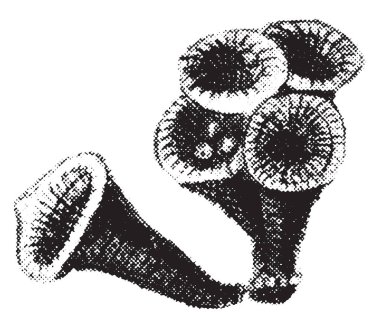 Cyanthus küçük bir Himalaya bitkiler olduğunu ve kuş mantar olarak da bilinen iç içe. Biraz tüylü yaprakları, vintage çizgi çizme veya oyma illüstrasyon vardır.