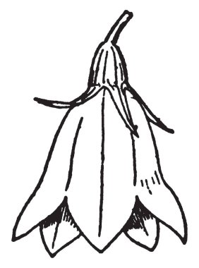 Çiçekleri tabanda dar ve yavaş yavaş bir çan genişletmek. Bellflower Aile, vintage çizgi çizme veya oyma resimde tipik bir.