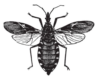 Kan emme nerede uzun kafa dar Conenose ve silindirik ve kalınlaşmış arkasında gözleri, vintage çizgi çizme veya oyma illüstrasyon.