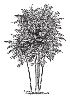 Bir bambusa arundinacea düz büyüyen ve uzun, onlar daha fazla şube var ve kök. Temel, künt yapraklarından yayılmış şube şube, vintage çizgi çizme veya oyma illüstrasyon yetiştirilmektedir.