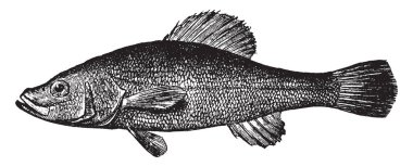 Korsan levrek iki koyu çizgi kaudal fin, vintage çizgi çizme veya oyma illüstrasyon tabanında vardır..