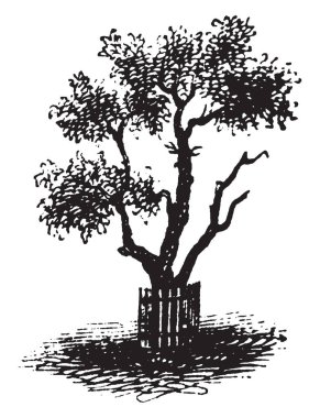 Armut ağacı bu ölüyor, vintage çizgi çizme veya illüstrasyon oyma gibi görünüyor.