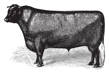Kısa boynuz sığır ırkı çift amaçlı, vintage çizgi çizme veya oyma illüstrasyon geliştirilmiştir.