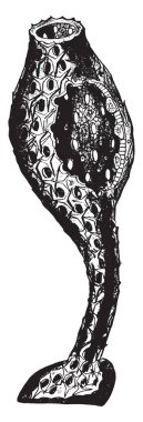 Bu Calcolynthus dış duvarına bir parçası geri, vintage çizgi çizme veya oyma illüstrasyon kesip basit sünger olduğunu.