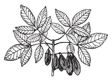 Bu broşürleri bir dalıdır. Yaprakları oval şekilli vardır. Bazı yaprakları olgun ve büyük içinde büyüklük ve bazı küçük, olgunlaşmamış yaprakları da orada görüldü, vintage çizgi çizme veya oyma illüstrasyon.