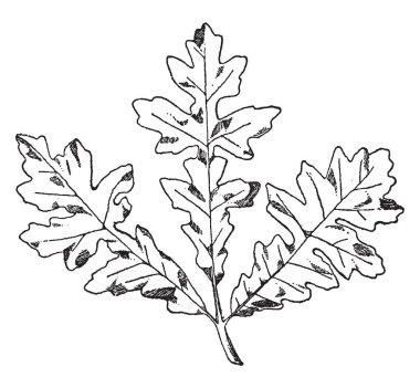 Sprey acı meşe frizleri ve kornişler, vintage çizgi çizme veya oyma illüstrasyon kez kullanıldı.