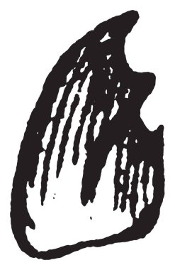 Tenebrio molitor türler, vintage çizgi çizme veya oyma illüstrasyon larvalı olduğunu.