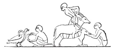 Bakım hayvanların, vintage oyulmuş illüstrasyon