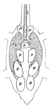 Güvercin akciğerler olduğunu bir alt hipersensitivite pnömonisi, vintage çizgi çizme veya oyma illüstrasyon.