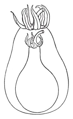 Bu görüntü bir armut domates olduğunu. Üst vardır yan ince ve alt tarafta kalın. Red vardır ve çizim veya illüstrasyon oyma sarı, vintage çizgi.